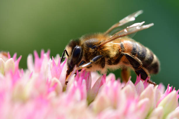 istock Bee on a sedum flower 1034487914