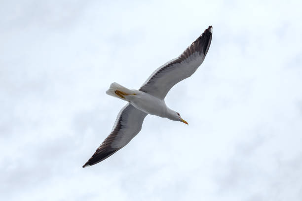 istock Lonely seagull against the sky in rainy weather 1034494598