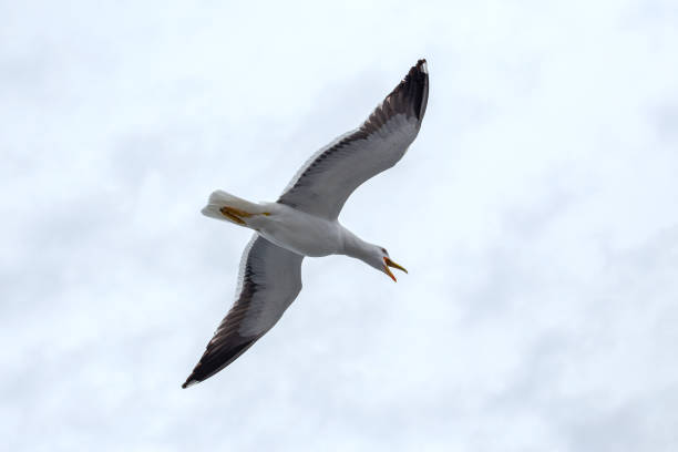 istock Screaming seagull against the sky in rainy weather 1034494606