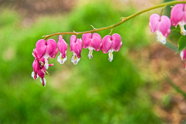 istock Bleeding Heart Flowers on Green Background 1034497044