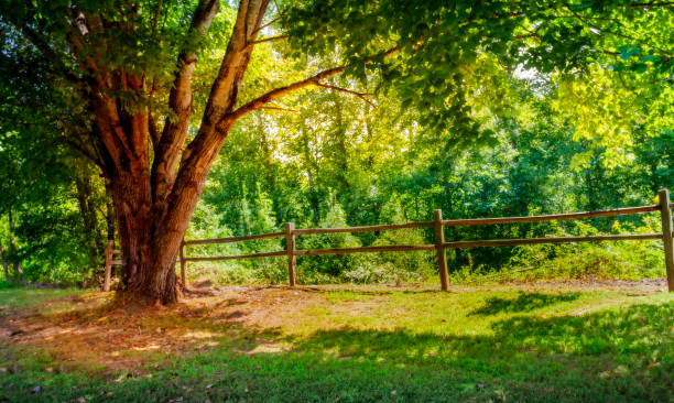 clôture en bois rustique et arbre au milieu de feuillage luxuriant - rural scène journée d’été ensoleillée - vibrant color rural scene outdoors tree photos et images de collection