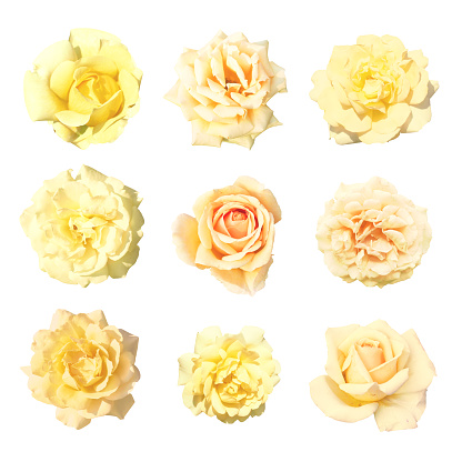 Collection gentle soft flowers of rose isolated on white background. Rose, perennial flowering plant, Rosa, Rosaceae. Flowers in pastel colours ranging from white through yellows, pink and beige
