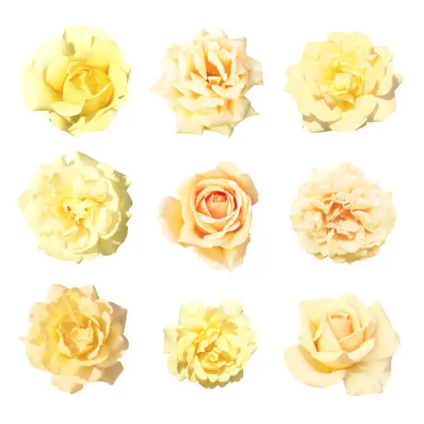 Photo of Collection gentle soft flowers of rose isolated on white background. Rose, perennial flowering plant, Rosa, Rosaceae. Flowers in pastel colours ranging from white through yellows, pink and beige