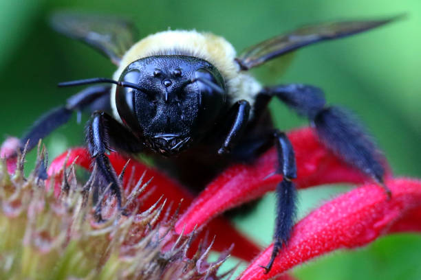 bumblebee faccia dettaglio completo primo passo macro - insect animal eye flower flower head foto e immagini stock