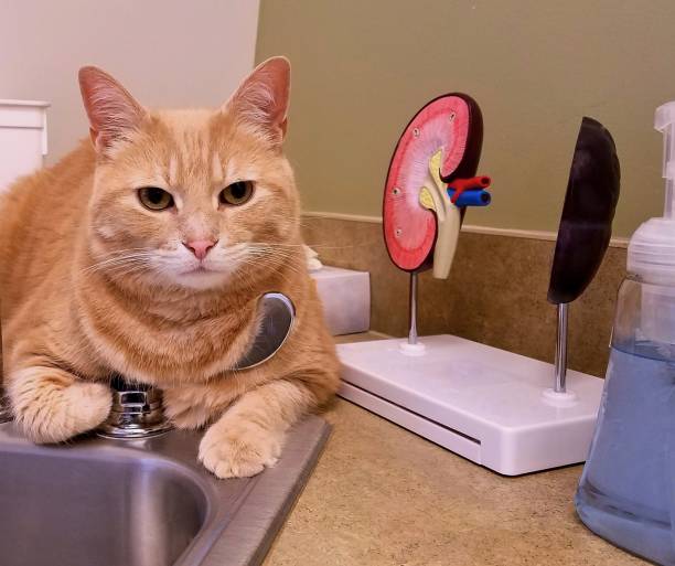 Large Tabby Cat Chilling Out (Miraculously!) at the Veterinary Doctor's Office