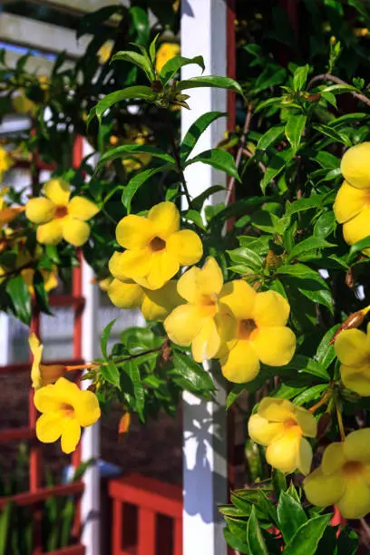 Beautiful flowering Allamanda (allamanda cathartica) also known as the golden trumpet vine on a wooden Trellis will create a welcoming entrance to your home.