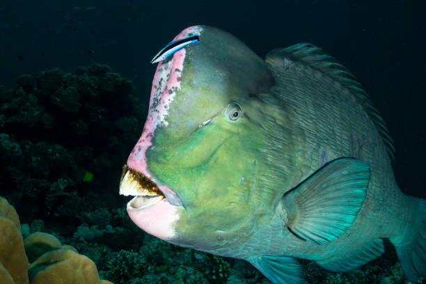 Head of Bumphead Parrotfish A Bumphead Parrotfish and Cleaner fish in Sipadan Island parrot fish stock pictures, royalty-free photos & images