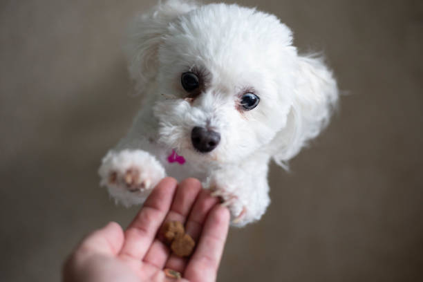 a cute dog reaching for a treat - dog dachshund pets close up imagens e fotografias de stock