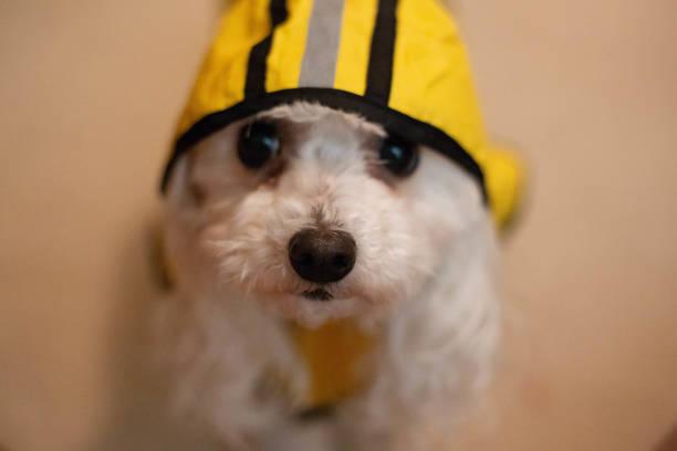 istock A cute dog ready for the rain 1034516342