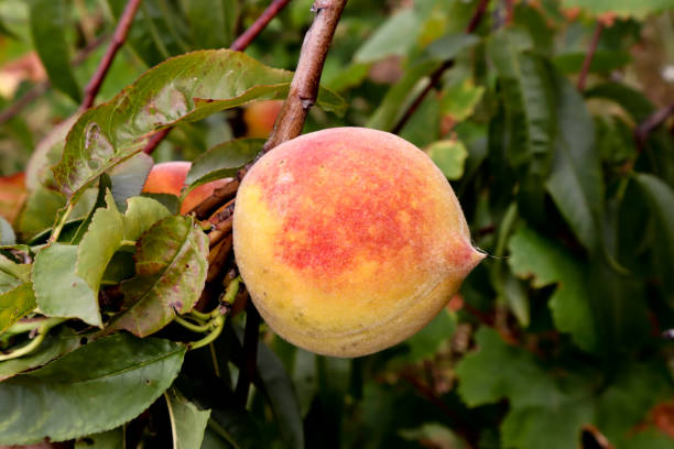 istock peach in organic garden 1034521928