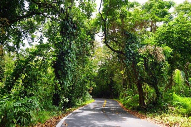 famous route à hana empreint de ponts d’une voie étroites, virages et une vue incroyable de l’île, maui, hawaii - hawaii islands hana maui curve photos et images de collection