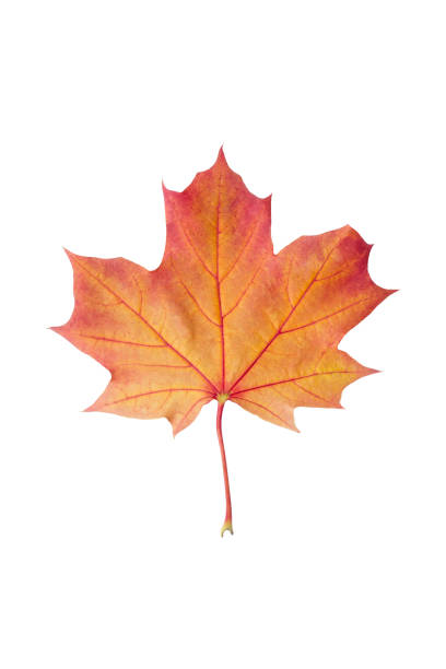 istock Colorful autumn maple leaf isolated on white background close up 1034522480