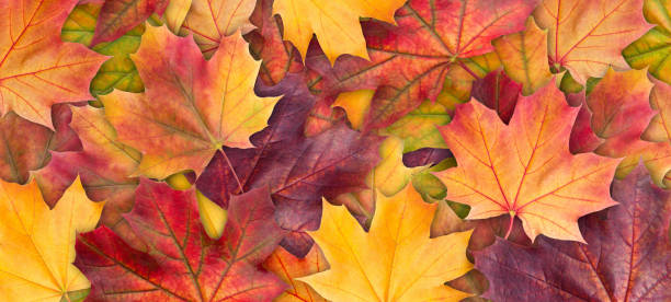 Colorful background of autumn maple tree leaves background close up. Multicolor maple leaves autumn background. High quality resolution picture