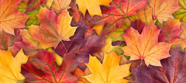 Colorful background of autumn maple tree leaves background close up. Multicolor maple leaves autumn background. High quality resolution picture Colorful background of autumn maple tree leaves background close up. Multicolor maple leaves autumn background. High quality resolution picture september stock pictures, royalty-free photos & images