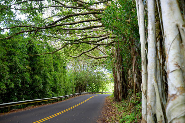 famous route à hana empreint de ponts d’une voie étroites, virages et vues incroyable île sinueuse route côtière avec vue sur les falaises, des cascades et des milles de forêt tropicale. maui, hawaii - hawaii islands hana maui curve photos et images de collection