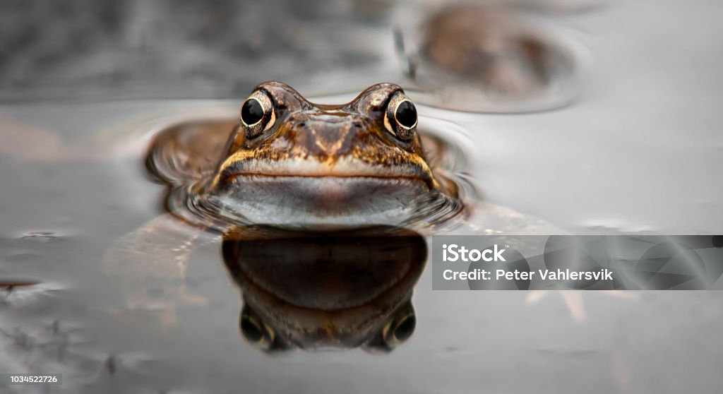 Frog Frog in water macro photography Frog Stock Photo