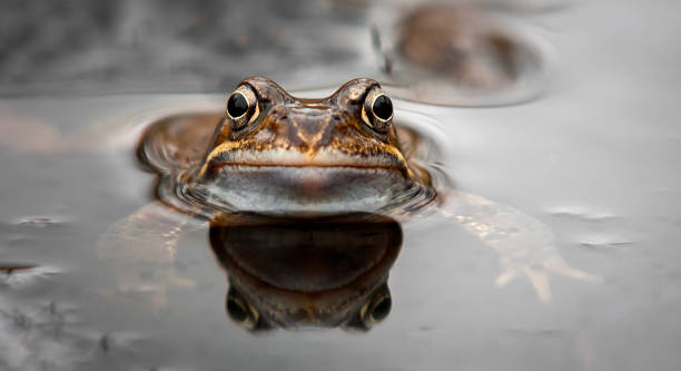 Frog Frog in water macro photography amphibian photos stock pictures, royalty-free photos & images