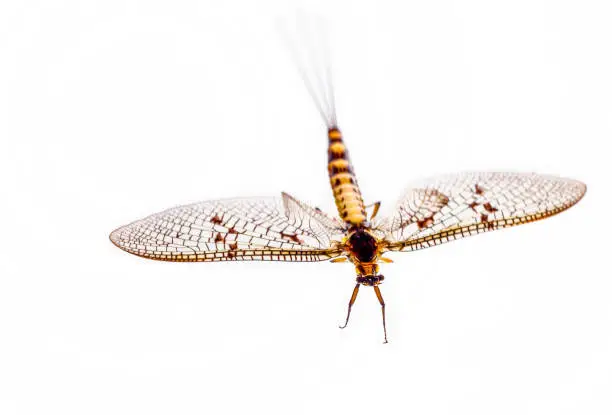 Mayfly isolated on white