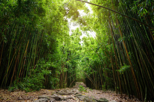 빽빽한 대나무 숲, 유명한 waimoku 폭포에 이르는 경로입니다. 인기 있는 pipiwai 트레일 마우이, 하와이에 haleakala 국립 공원에서 - hawaii islands maui hana road 뉴스 사진 이미지