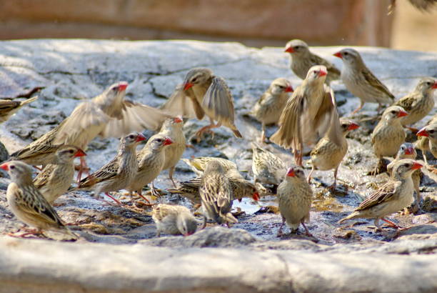 Red-billed quelea in a bird bath Red-billed quelea (Quelea quelea) in a bird bath at a lodge in Botswana red billed quelea stock pictures, royalty-free photos & images