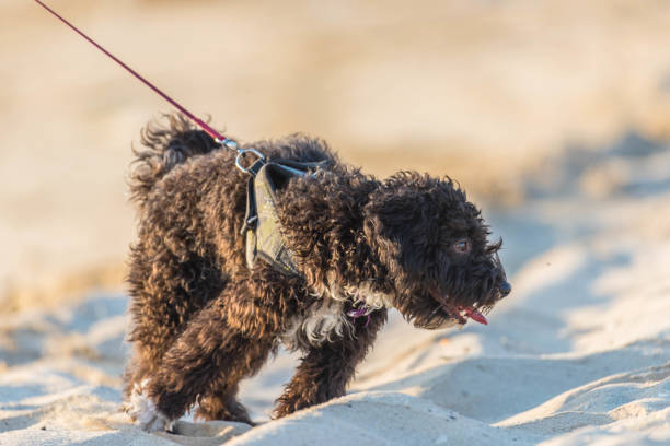 Spanish water dog puppy in action