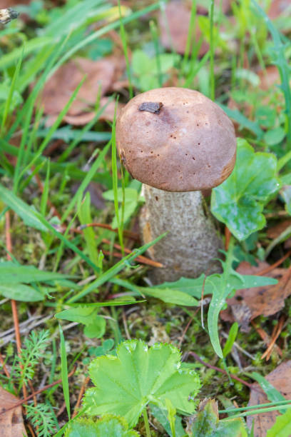 istock Mushroom boletus grows in the forest in early autumn 1034534626