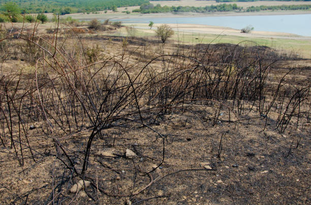 istock burnt plants and soil near the lake 1034537880