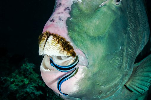 A Bumphead Parrotfish and Cleaner Wrasse in Sipadan Island in Malaysia
