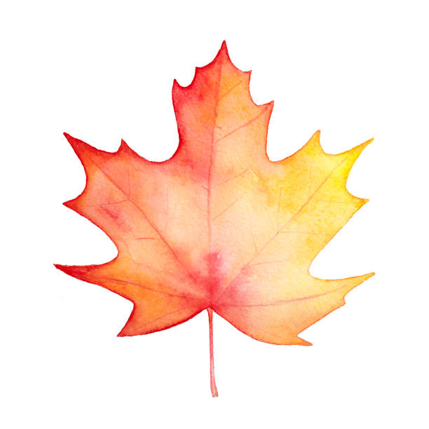 ręcznie malowany rysunek koloru wody z pięknego liścia klonu. żółty, pomarańczowy, czerwonawe odcienie; jeden obiekt. - canadian culture leaf symbol nature stock illustrations