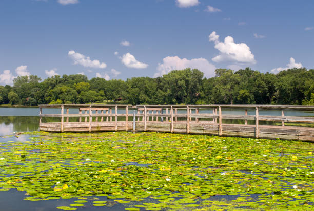 Bed of Lily Pads and Dock