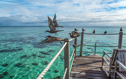 Black Noddy Terns flying off of a deck by an over water bungalow. Moorea Island, French Polynesia. South Pacific Ocean.