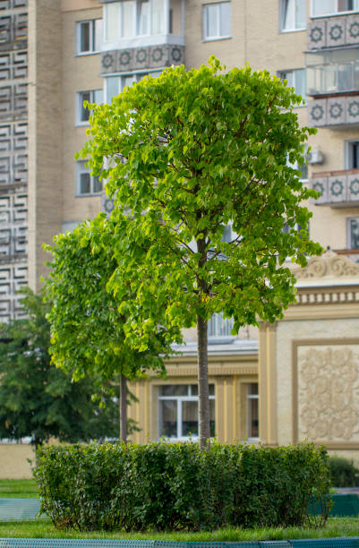 istock Lime tree, tree. As an element of the composition of landscape design. 1034556316