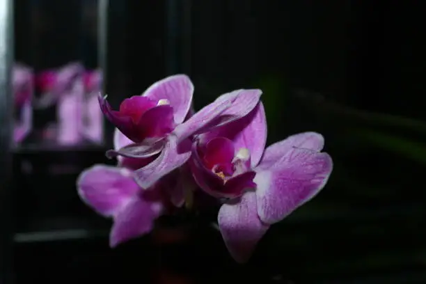 Purple orchid closeup in focus with flash with a reflection on the mirror in the background.