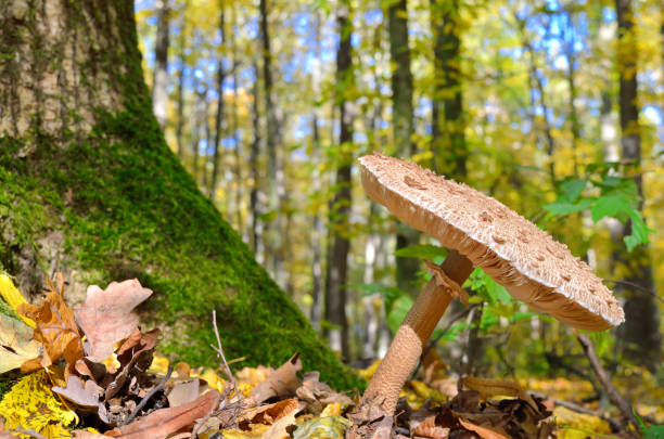 Mushrooms growing in the woods among the fallen leaves. Amanita rubescens. Mushrooms growing in the woods among the fallen leaves. Autumn mushrooms and plants in the forest. Amanita rubescens. amanita rubescens stock pictures, royalty-free photos & images