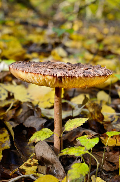 Mushrooms growing in the woods among the fallen leaves. Amanita rubescens. Mushrooms growing in the woods among the fallen leaves. Autumn mushrooms and plants in the forest. Amanita rubescens. amanita rubescens stock pictures, royalty-free photos & images