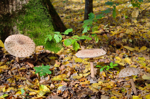 Mushrooms growing in the woods among the fallen leaves. Amanita rubescens. Mushrooms growing in the woods among the fallen leaves. Autumn mushrooms and plants in the forest. Amanita rubescens. amanita rubescens stock pictures, royalty-free photos & images