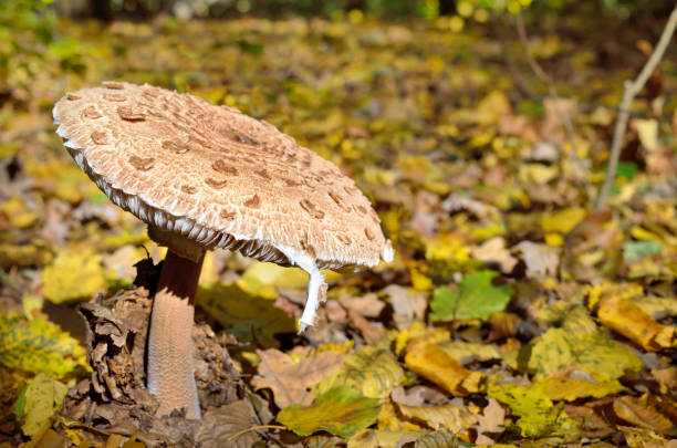 Mushrooms growing in the woods among the fallen leaves. Amanita rubescens. Mushrooms growing in the woods among the fallen leaves. Autumn mushrooms and plants in the forest. Amanita rubescens. amanita rubescens stock pictures, royalty-free photos & images