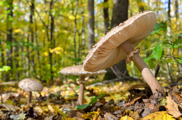 Mushrooms growing in the woods among the fallen leaves. Amanita rubescens. Mushrooms growing in the woods among the fallen leaves. Autumn mushrooms and plants in the forest. Amanita rubescens. amanita rubescens stock pictures, royalty-free photos & images