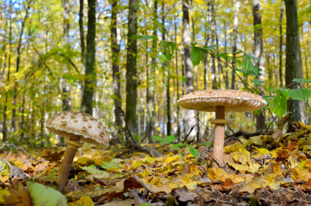 Mushrooms growing in the woods among the fallen leaves. Amanita rubescens. Mushrooms growing in the woods among the fallen leaves. Autumn mushrooms and plants in the forest. Amanita rubescens. amanita rubescens stock pictures, royalty-free photos & images