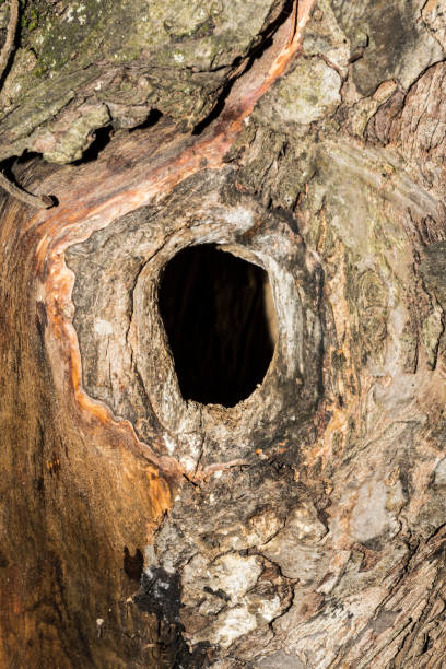 istock the hollow in the trunk of an apple tree, close-up abstract background, selective focus 1034566340