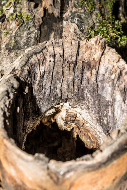 istock the hollow in the trunk of an apple tree, close-up abstract background, selective focus 1034566452