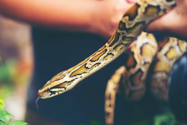 istock Child hand holding snake boa, Halloween 1034581438