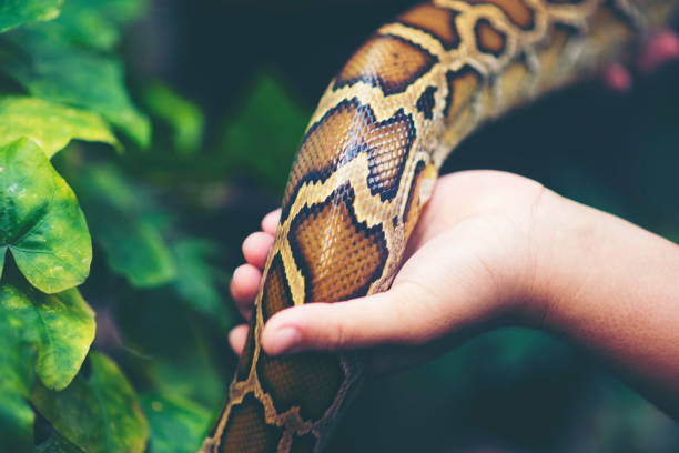 Close-up of Young Man Holding Ball Python in Hand Outdoors in Nature.