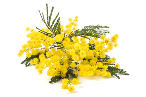 Yellow flowers of acacia saligna Golden Wreath Wattle tree