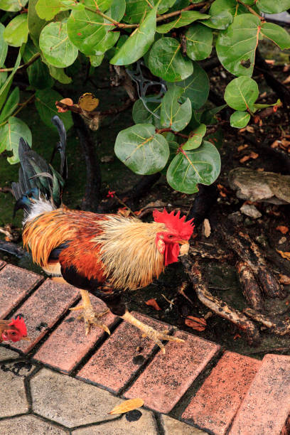 istock Roosters and chickens, called gypsy chickens or Cubalaya 1034587654