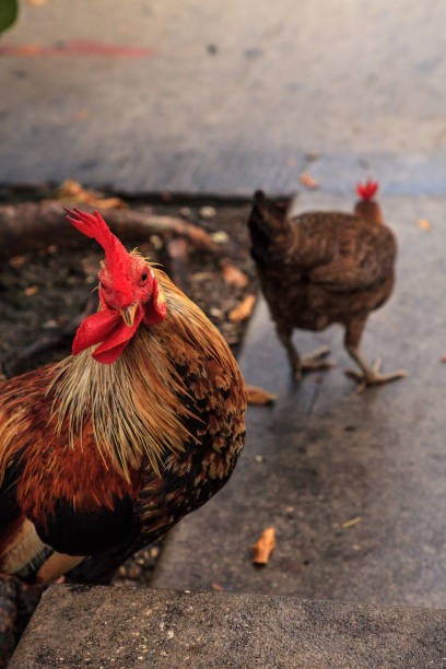 Roosters and chickens, called gypsy chickens or Cubalaya Roosters and chickens, called gypsy chickens or Cubalaya by the locals of Key West, Florida, do as they please around the town. cubalaya stock pictures, royalty-free photos & images