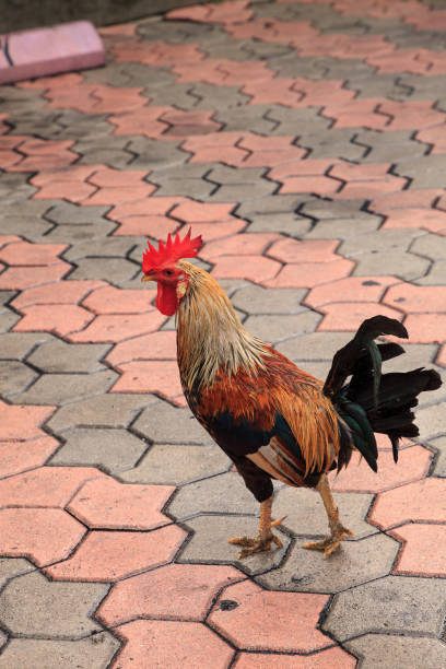 Roosters and chickens, called gypsy chickens or Cubalaya Roosters and chickens, called gypsy chickens or Cubalaya by the locals of Key West, Florida, do as they please around the town. cubalaya stock pictures, royalty-free photos & images