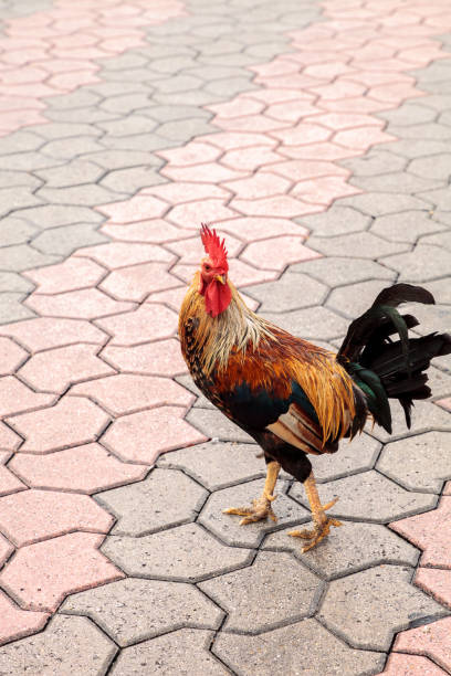 istock Roosters and chickens, called gypsy chickens or Cubalaya 1034588674