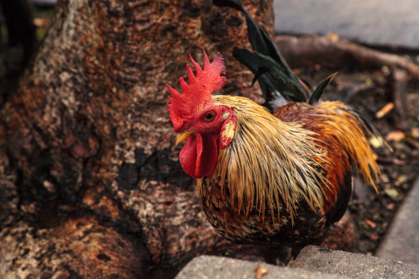 Roosters and chickens, called gypsy chickens or Cubalaya Roosters and chickens, called gypsy chickens or Cubalaya by the locals of Key West, Florida, do as they please around the town. cubalaya stock pictures, royalty-free photos & images