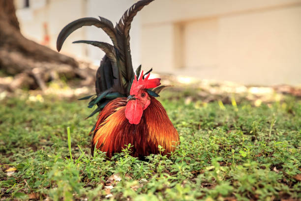 Roosters and chickens, called gypsy chickens or Cubalaya Roosters and chickens, called gypsy chickens or Cubalaya by the locals of Key West, Florida, do as they please around the town. cubalaya stock pictures, royalty-free photos & images